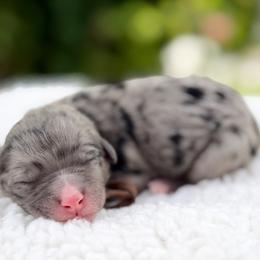 Pecan - Brown Boy - Blue merle male Bernedoodle puppy in Highland, Utah from Angel Pups Deluxe