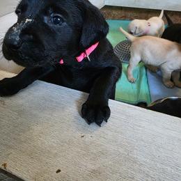 Worm - Black female Labrador Retriever puppy in Millville, New Jersey from Creekside Canines