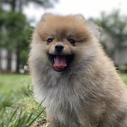 Pomeranians from Raleigh Pomeranians