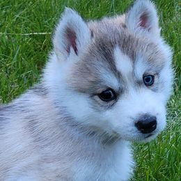 Bulldogs, Rottweilers, and Siberian Huskies from Kaniska Kennels