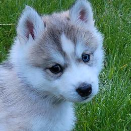 Bulldogs, Rottweilers, and Siberian Huskies from Kaniska Kennels