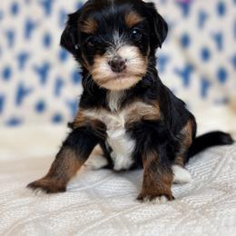 Angel - Tri-color female Bernedoodle puppy in Peoria, Arizona from Grand Canyon Bernedoodles