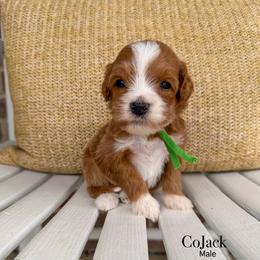 CoJack - Red  male Goldendoodle puppy in Sunman, Indiana from Brunsman Country Doodles LLC