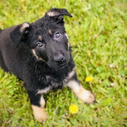 German Shepherd Puppies from Sonnenhügel Shepherds