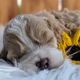 Cockapoo Puppies from Utah Cocker Spaniels