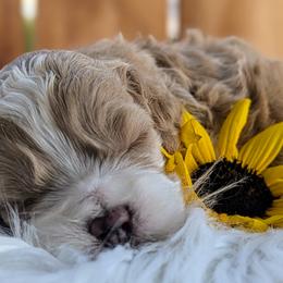 Cockapoo Puppies from Utah Cocker Spaniels