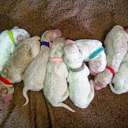 Poodle Puppies from Leah Reeves
