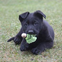 Alaskan Malamute and German Shepherd Puppies from Willowhaus