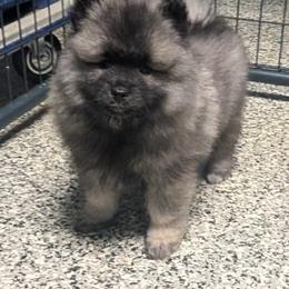 PINK GIRL - Black and silver female Keeshond puppy in Fayetteville, Tennessee from Erbekees-Keeshonden