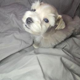 Mostly red and white boy - Parti male Miniature Schnauzer puppy in Calera, Alabama from Burnett Cove Kennels