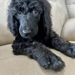 Royal - Black male Poodle puppy in Stanley, Wisconsin from McJare's Puppy Palace