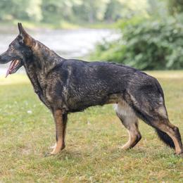 Ada - German Shepherd