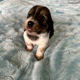 Jersey- Stormie - Cream female Dachshund puppy in Wolf Lake, Indiana from Canisteo Dachshunds