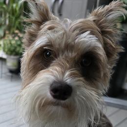 Mama Gem - Miniature Schnauzer
