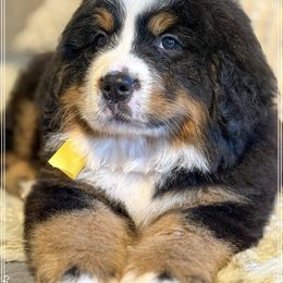 Wanda - Black and rust female Bernese Mountain Dog puppy in Purcell, Oklahoma from Swiss Berner Bears