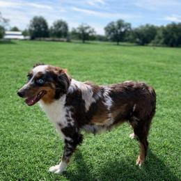 Maeve - Aussiedoodle