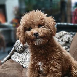 River - Goldendoodle