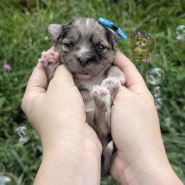 Rare Beacon - Merle male Morkie puppy in Barren Springs, Virginia from Seeking Shalom Acres Maltese, Maltipoos & Havamalts