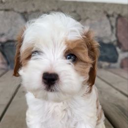 Wilma - Blenheim female Cavapoo puppy in Camden, Michigan from FurEver Friends Finder
