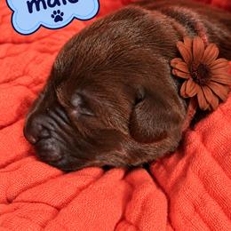 Labrador Retriever Puppies from Mahmen's Meadow Retrievers