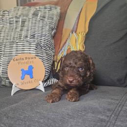 Sparky - Phantom male Poodle puppy in Plainfield, New Jersey from Caris Paws Poodles and Labradoodles
