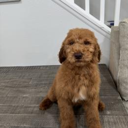 Purple - Red  female Goldendoodle puppy in Bakersfield, California from Lavish Doodles