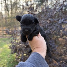 Daisy - Black female Yorkipoo puppy in Henderson, North Carolina from Dorans Danes and Doodles