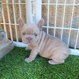 Lilly - Blue female French Bulldog puppy in Las Vegas, Nevada from Fabulousbulldogs LLC