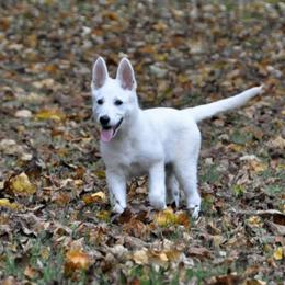 Berger Blanc Suisse and Shiloh Shepherd Puppies from MountainTop Shepherds