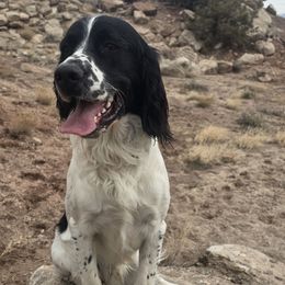 Clark - English Springer Spaniel