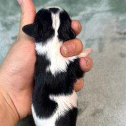 Georgette - Tri-color female Cavalier King Charles Spaniel puppy in Bedias, Texas from JSK Aussie and Cavaliers