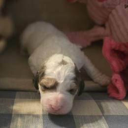Skye - Parti female Goldendoodle puppy in Freedom, New York from Samantha's Goldendoodles