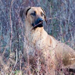 Rhodesian Ridgebacks from Zanata Rhodesian Ridgebacks