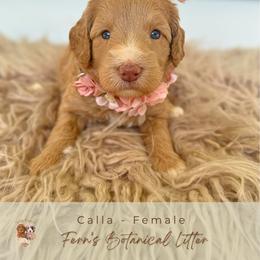 Calla - Cream female Goldendoodle puppy in Atlanta, Georgia from Teddy Puppies