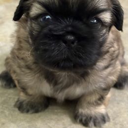 Shih Tzu Puppies from shihtzudynasty Pings Dynasty