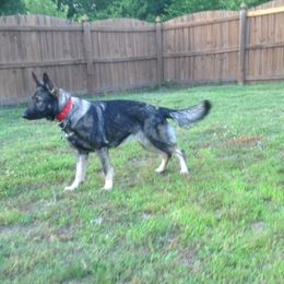 Umi - German Shepherd