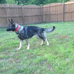 Umi - German Shepherd