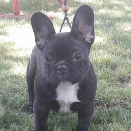Bichon Frises, Bulldogs, and French Bulldogs from Arralaine Pups