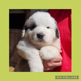 Lime collar - White and badger male Great Pyrenees puppy in Mikado, Michigan from Brittain Family Farm