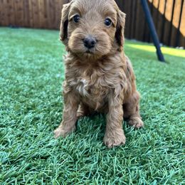 Aussiedoodle and Miniature Australian Shepherd Puppies from Dazy Mayze Mini Aussies and Aussiedoodles