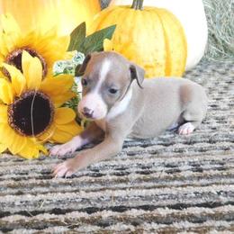 Layla Male 1 - Blue fawn male Italian Greyhound puppy in Sparta Tn And Caryville Fl, Tennessee from Summerwind Kennel