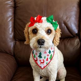 Willow - Cavapoo