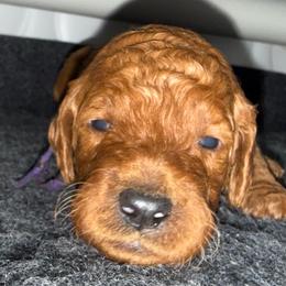 Purple - Red  female Poodle puppy in Keedysville, Maryland from Sunshine Red Standard Poodles