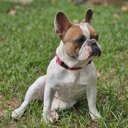 Zoe - French Bulldog