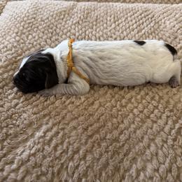 Wirehaired Pointing Griffon Puppies from Idleista Grand Chasseur
