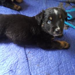 Australian Shepherd Puppies from Vortex Australian Shepherds