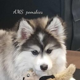 Pomeranians and Pomskies from AMS Pomeranians and Pomskies in Indiana