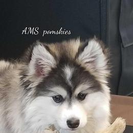 Pomeranians and Pomskies from AMS Pomeranians and Pomskies in Indiana
