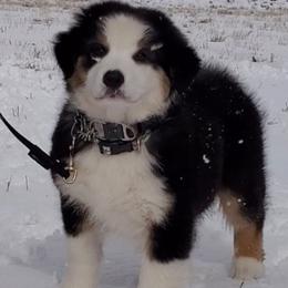 Australian Shepherd Puppies from MONTACC Australian Shepherds