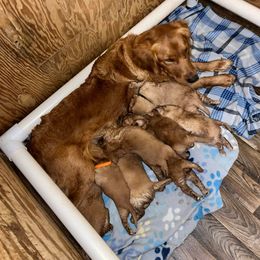 Golden Retriever Puppies from Johnson's Red